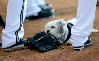 Illustration for article titled The Milwaukee Brewers' Adopted Stray Dog Is The Best Dog